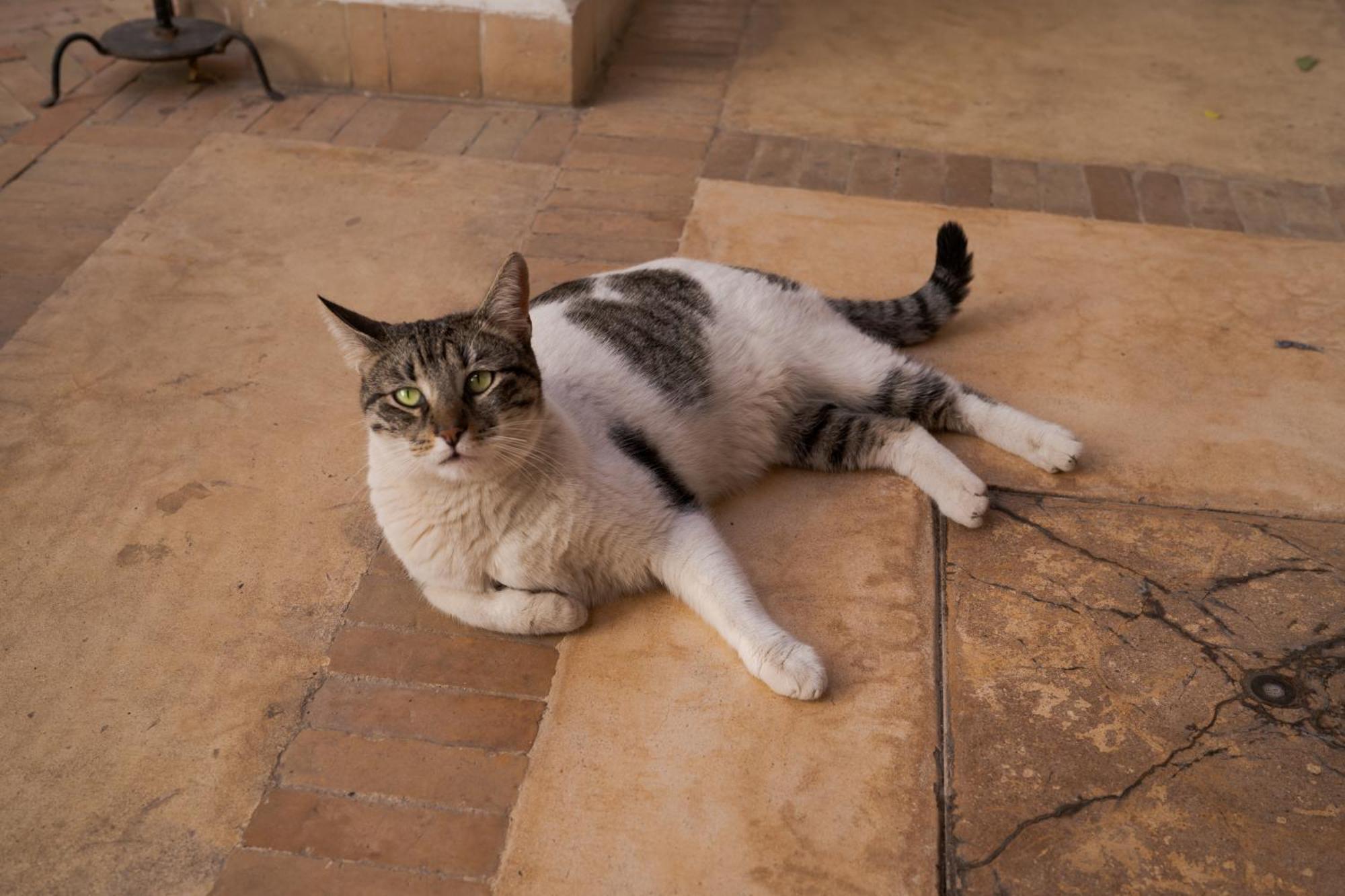 Riad Les Hirondelles Boutique Hotel マラケシュ エクステリア 写真